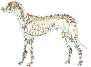 Acupuntura Veterinária em Santa Maria